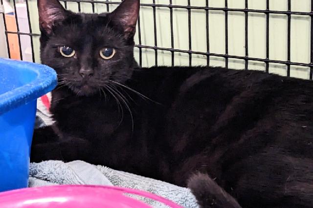 My name at SAFE Haven was Noche and I was adopted!