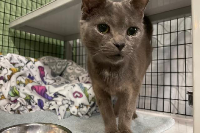 My name at SAFE Haven was Lady Randolph and I was adopted!