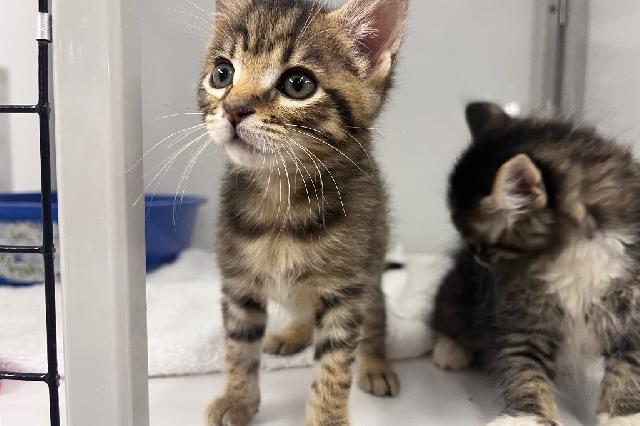 My name at SAFE Haven was Fibi and I was adopted!