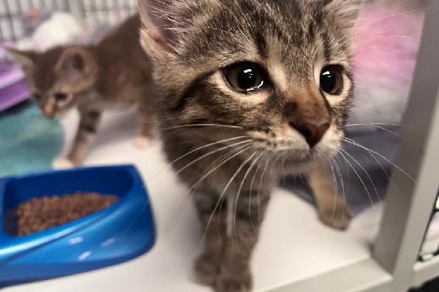 My name at SAFE Haven was Chandler and I was adopted!