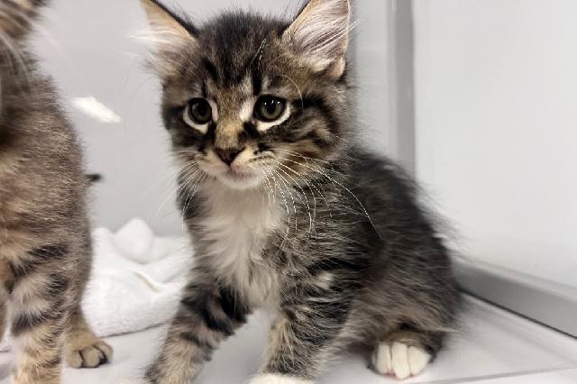 My name at SAFE Haven was Ross and I was adopted!