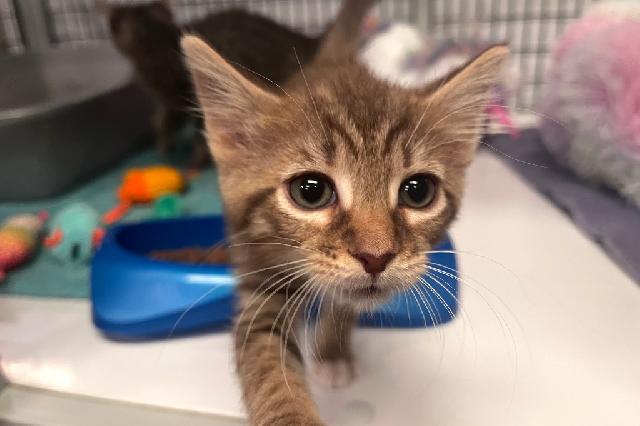 My name at SAFE Haven was Rachel and I was adopted!