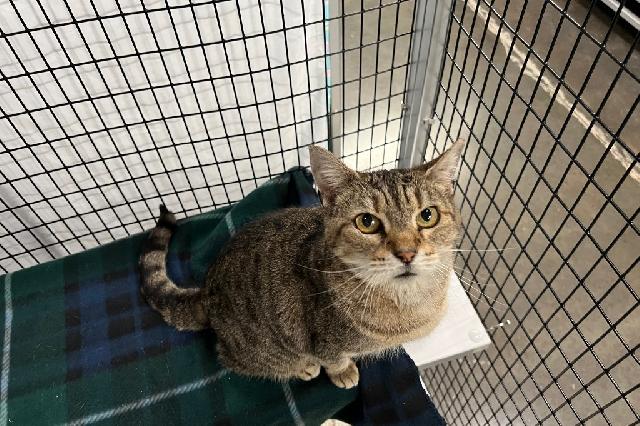 My name is Anabela and I am ready for adoption. Learn more about me!