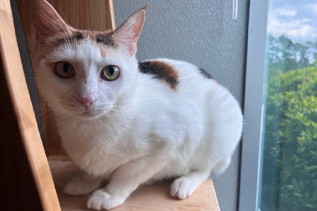 My name is Ladyboog and I am ready for adoption. Learn more about me!