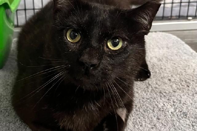 My name at SAFE Haven was Le Corbusier and I was adopted!