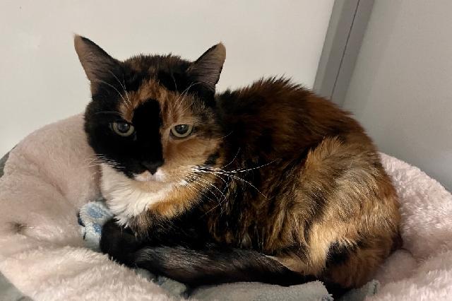 My name at SAFE Haven was Marygold and I was adopted!