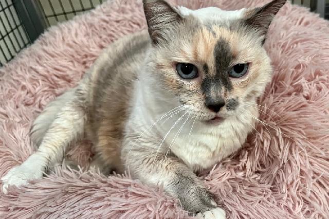 My name at SAFE Haven was Ellynne and I was adopted!