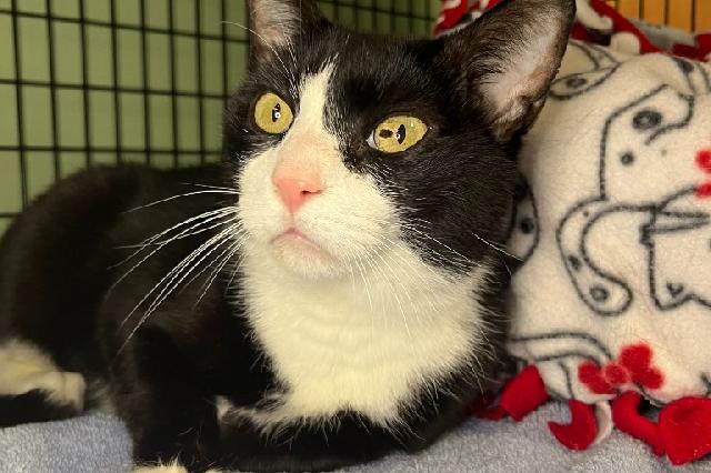 My name at SAFE Haven was Gustav and I was adopted!
