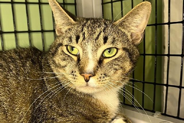 My name is Slim and I am ready for adoption. Learn more about me!