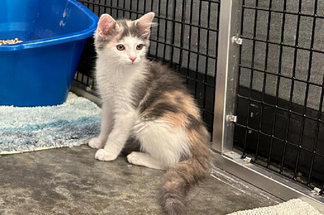 My name at SAFE Haven was Tourmaline and I was adopted!