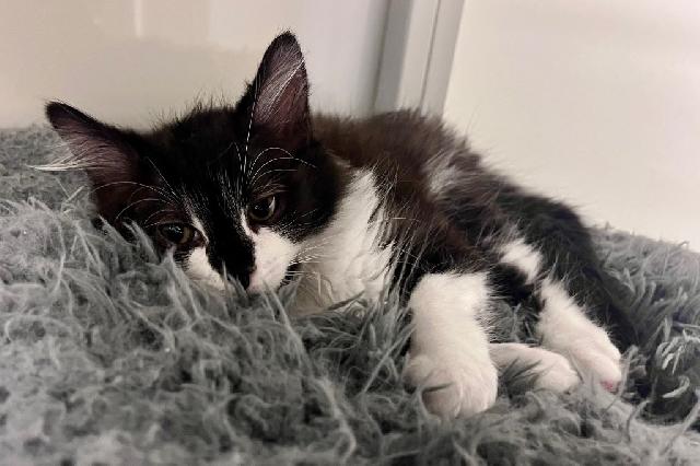 My name is Chrysoberyl and I am ready for adoption. Learn more about me!