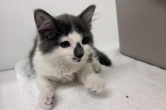 My name at SAFE Haven was Feldspar and I was adopted!