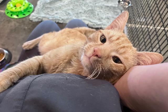 My name at SAFE Haven was Rah Rah and I was adopted!