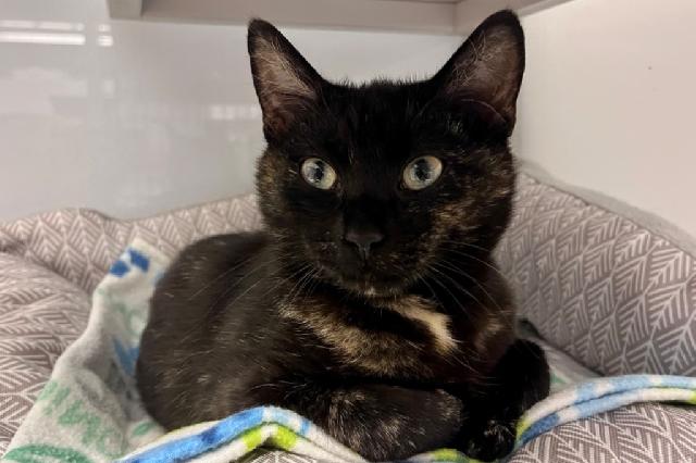 My name at SAFE Haven was PÃ¡jaro Azul and I was adopted!