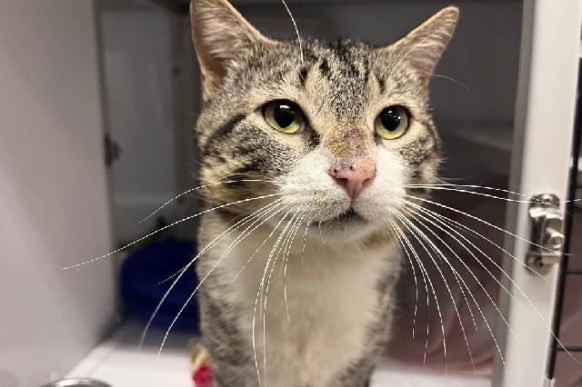 My name is Stromberg and I am ready for adoption. Learn more about me!