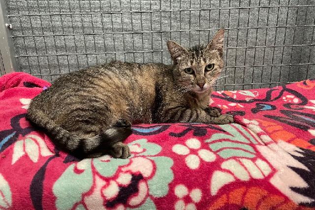 My name is Rosalina and I am ready for adoption. Learn more about me!