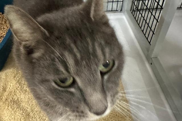 My name at SAFE Haven was Ghostie and I was adopted!