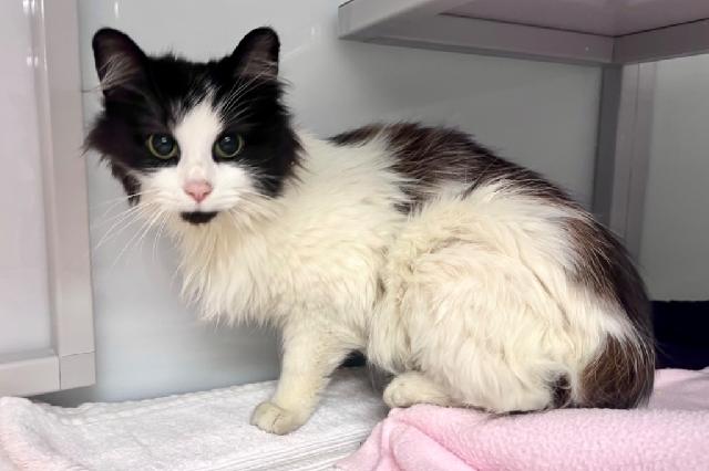 My name at SAFE Haven was Ice Cream Sundae and I was adopted!
