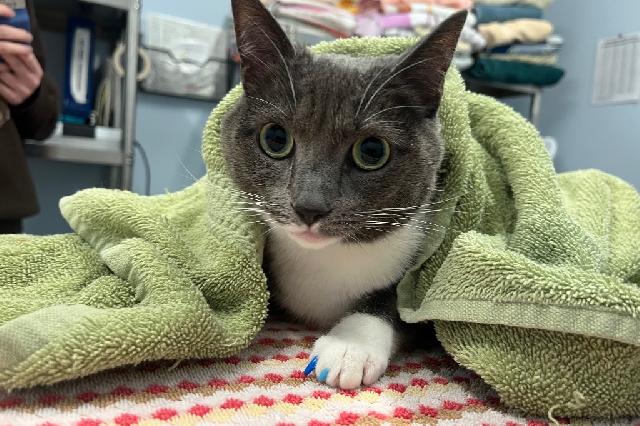 My name is Passerina and I am ready for adoption. Learn more about me!