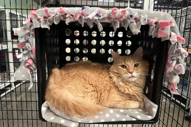 My name is Turkey Sandwich and I am ready for adoption. Learn more about me!