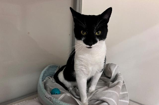 My name at SAFE Haven was Rockefeller and I was adopted!