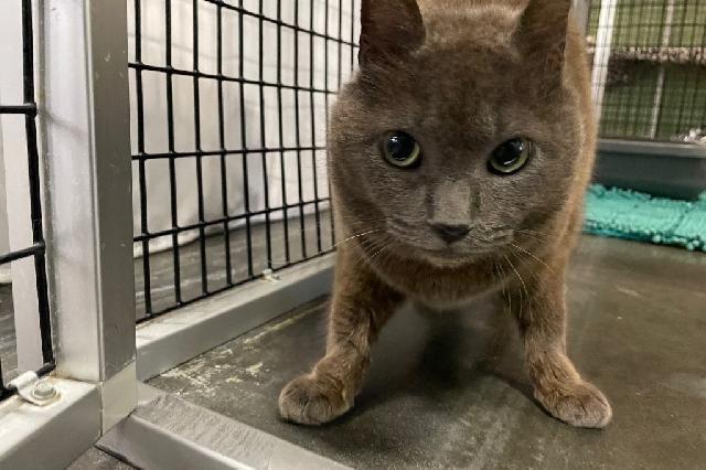 My name at SAFE Haven was Luma and I was adopted!
