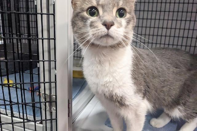 My name at SAFE Haven was Lantana and I was adopted!