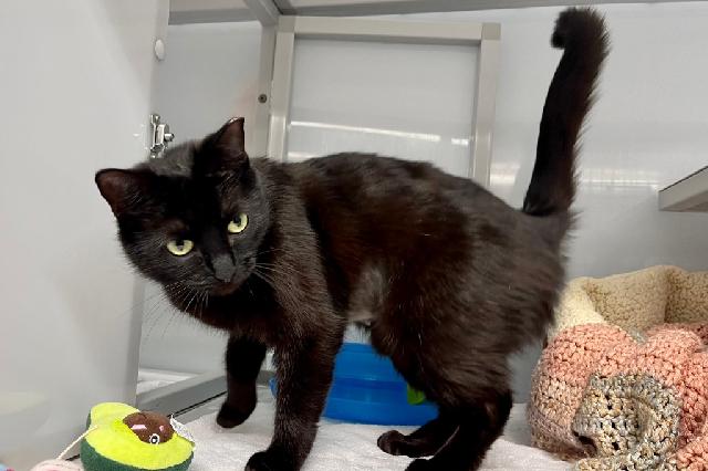 My name at SAFE Haven was Chiquita and I was adopted!