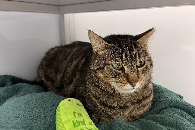 My name at SAFE Haven was Broono and I was adopted!