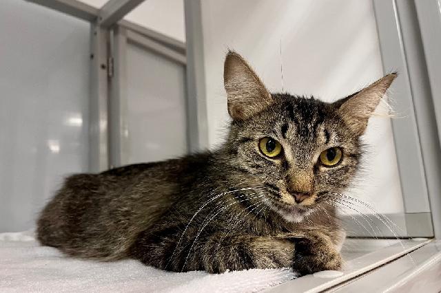 My name at SAFE Haven was Foxtrot and I was adopted!