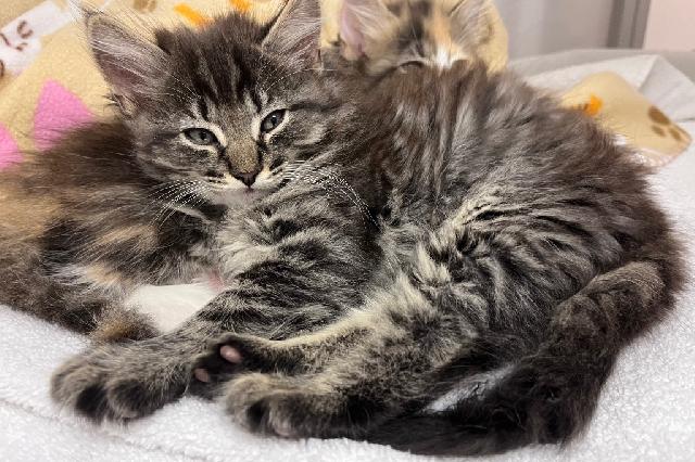 My name at SAFE Haven was Paolo and I was adopted!