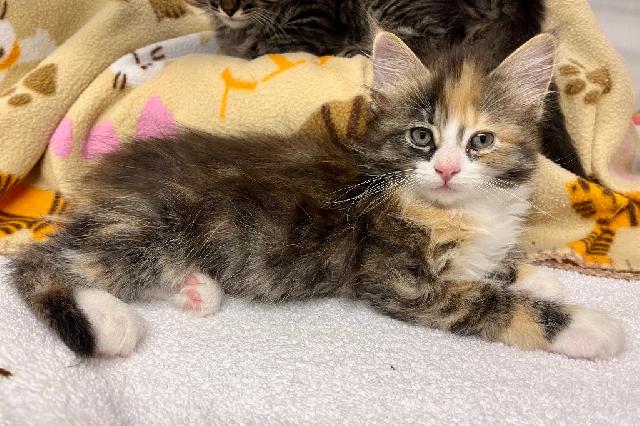 My name at SAFE Haven was Cinzia and I was adopted!