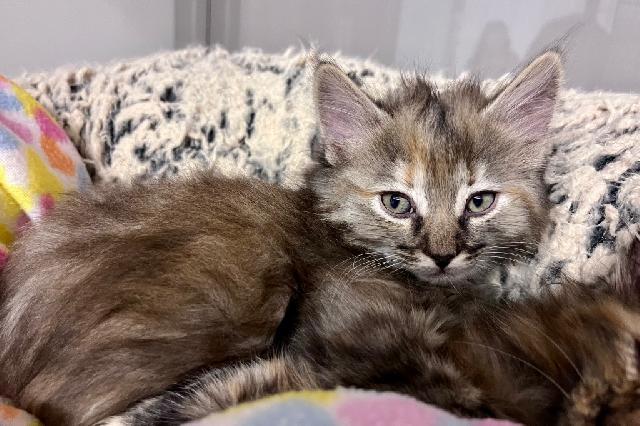 My name at SAFE Haven was Alessa and I was adopted!