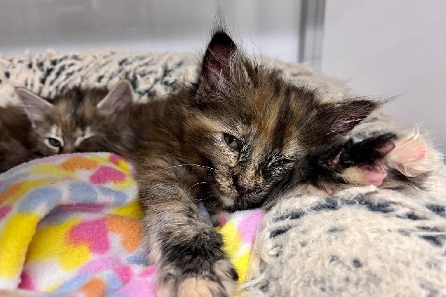 My name at SAFE Haven was Franny and I was adopted!