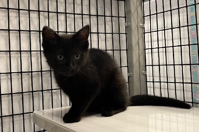 My name at SAFE Haven was Count Fleet and I was adopted!