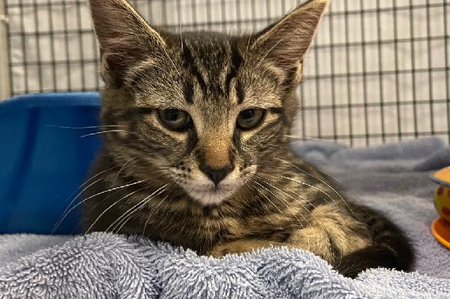 My name at SAFE Haven was Big Brown and I was adopted!