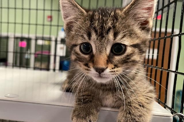 My name at SAFE Haven was Brind'Amour and I was adopted!