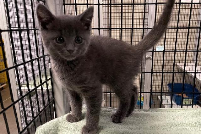 My name at SAFE Haven was Svechnikov and I was adopted!