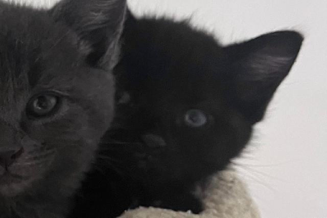 My name at SAFE Haven was Drury and I was adopted!