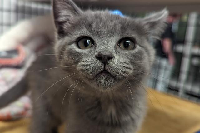 My name at SAFE Haven was Teravainen and I was adopted!