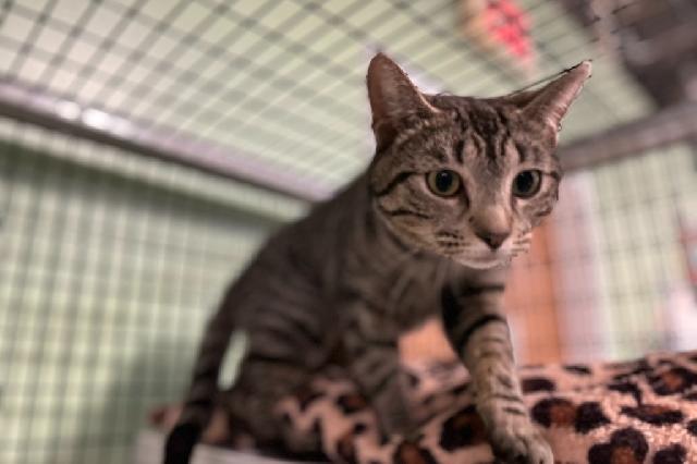My name at SAFE Haven was Day Star and I was adopted!