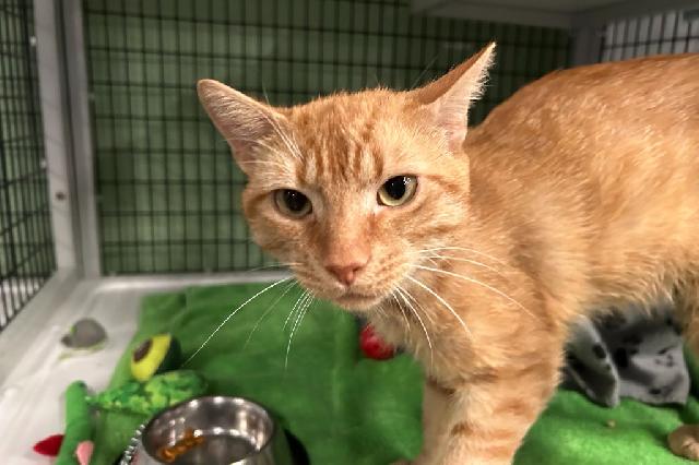My name at SAFE Haven was Brumble and I was adopted!