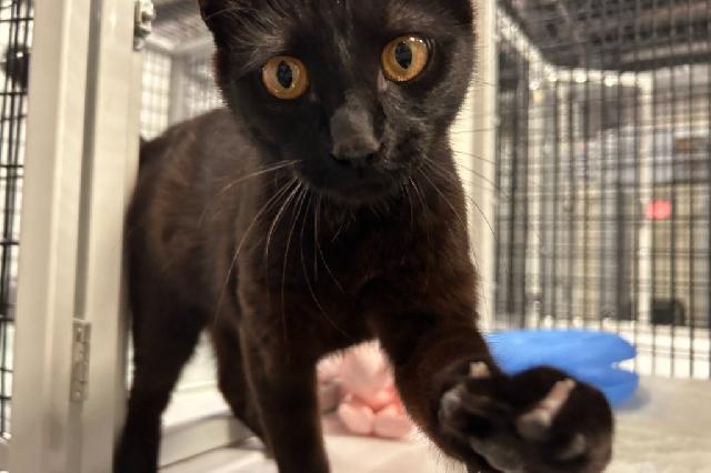 My name at SAFE Haven was Discotech and I was adopted!