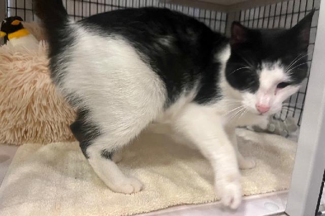 My name is Aurila and I am ready for adoption. Learn more about me!