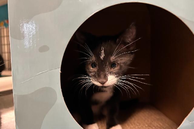 My name at SAFE Haven was Scorpius and I was adopted!