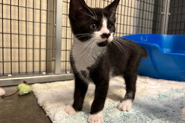 My name is Venatici and I am ready for adoption. Learn more about me!