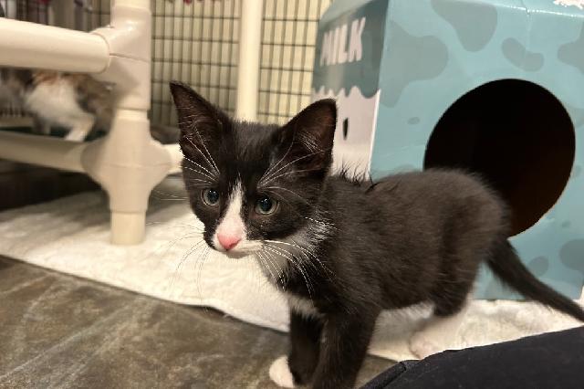 My name at SAFE Haven was Centaurus and I was adopted!