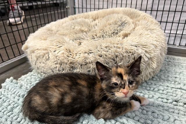 My name at SAFE Haven was Carina and I was adopted!