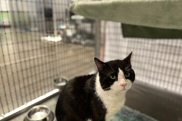 My name at SAFE Haven was Paxon and I was adopted!
