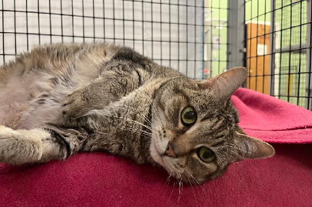 My name is Agnes and I am ready for adoption. Learn more about me!
